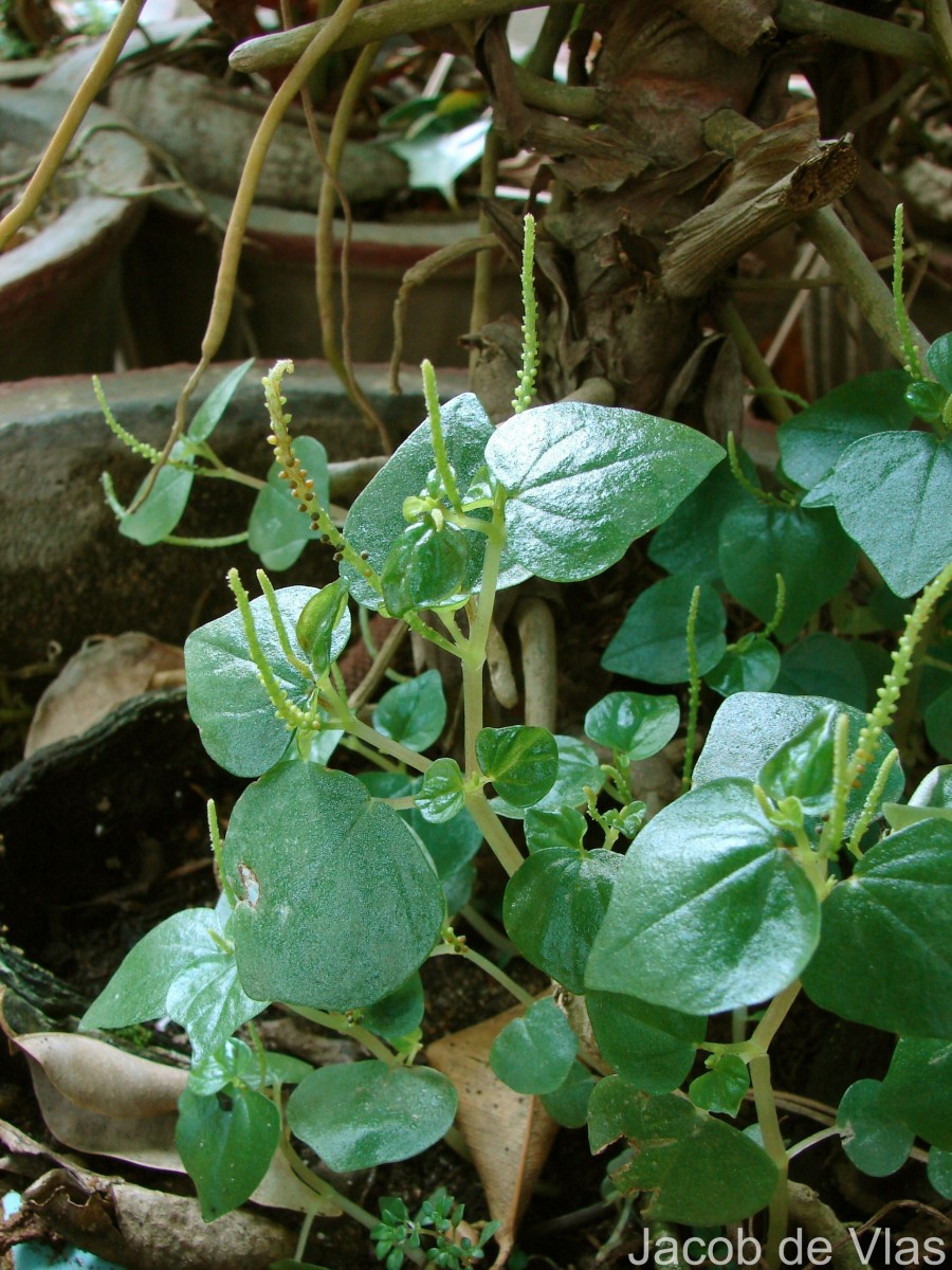 Peperomia pellucida (L.) Kunth